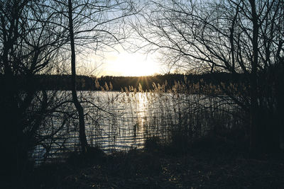 Silhouette of bare trees in lake during sunset