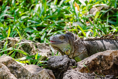 Close-up of a lizard on rock