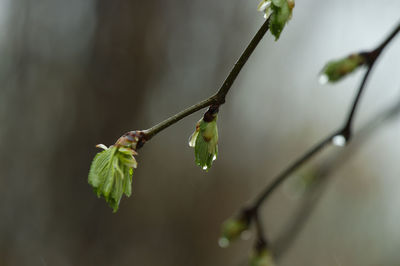 Close-up of flower buds