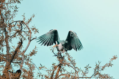 Low angle view of birds flying against clear sky