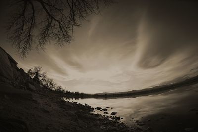Low angle view of trees against sky