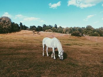 Horse grazing on field against sky