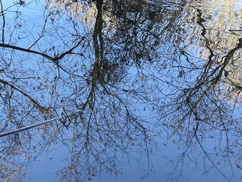 Low angle view of bare tree against clear blue sky