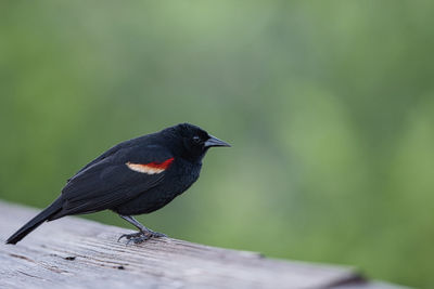 Close-up of bird perching on railing