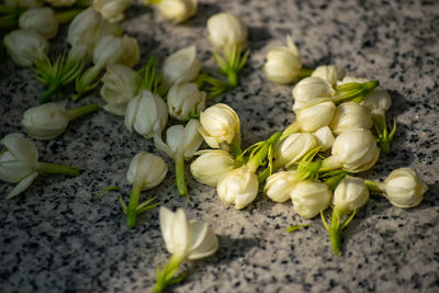 Close-up of white flowering plants