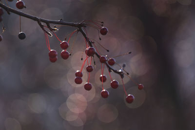 Berries on bare branch with bokeh background