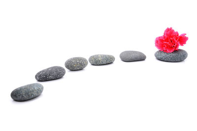 Various flowers against white background