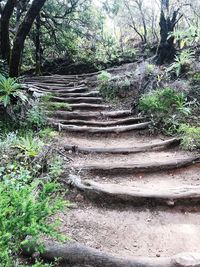 Footpath amidst trees in forest