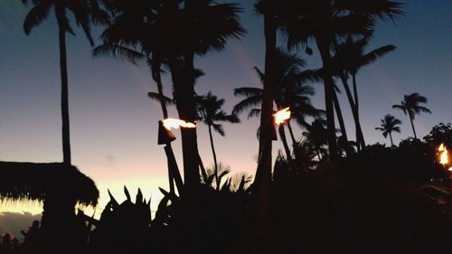 Silhouette palm trees against sky at night