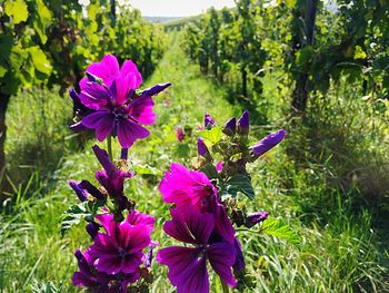 Close-up of purple flowers blooming outdoors