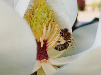 Close-up of bee pollinating on flower