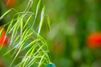 Close-up of fresh green plant