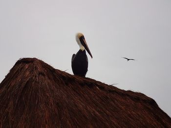 Low angle view of birds flying against the sky