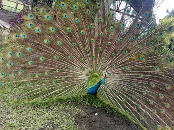 Beautiful peacock