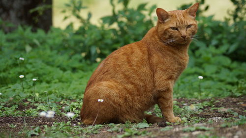 Close-up of cat on field