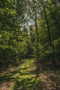 Trees growing in forest