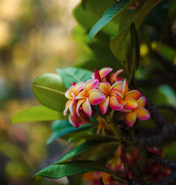 Close-up of pink flowering plant