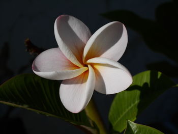 Close-up of white flower