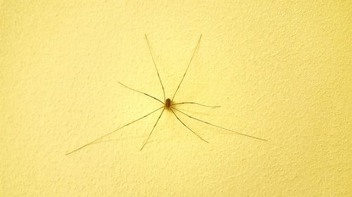 Close-up of insect