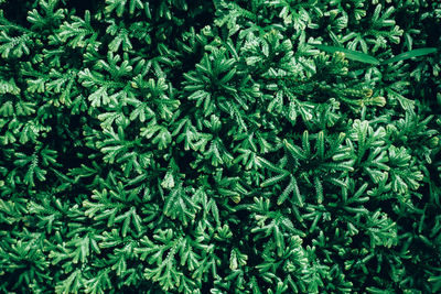 Close-up of green plants