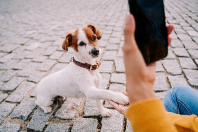 Low section of person with dog