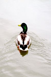 Duck swimming on lake