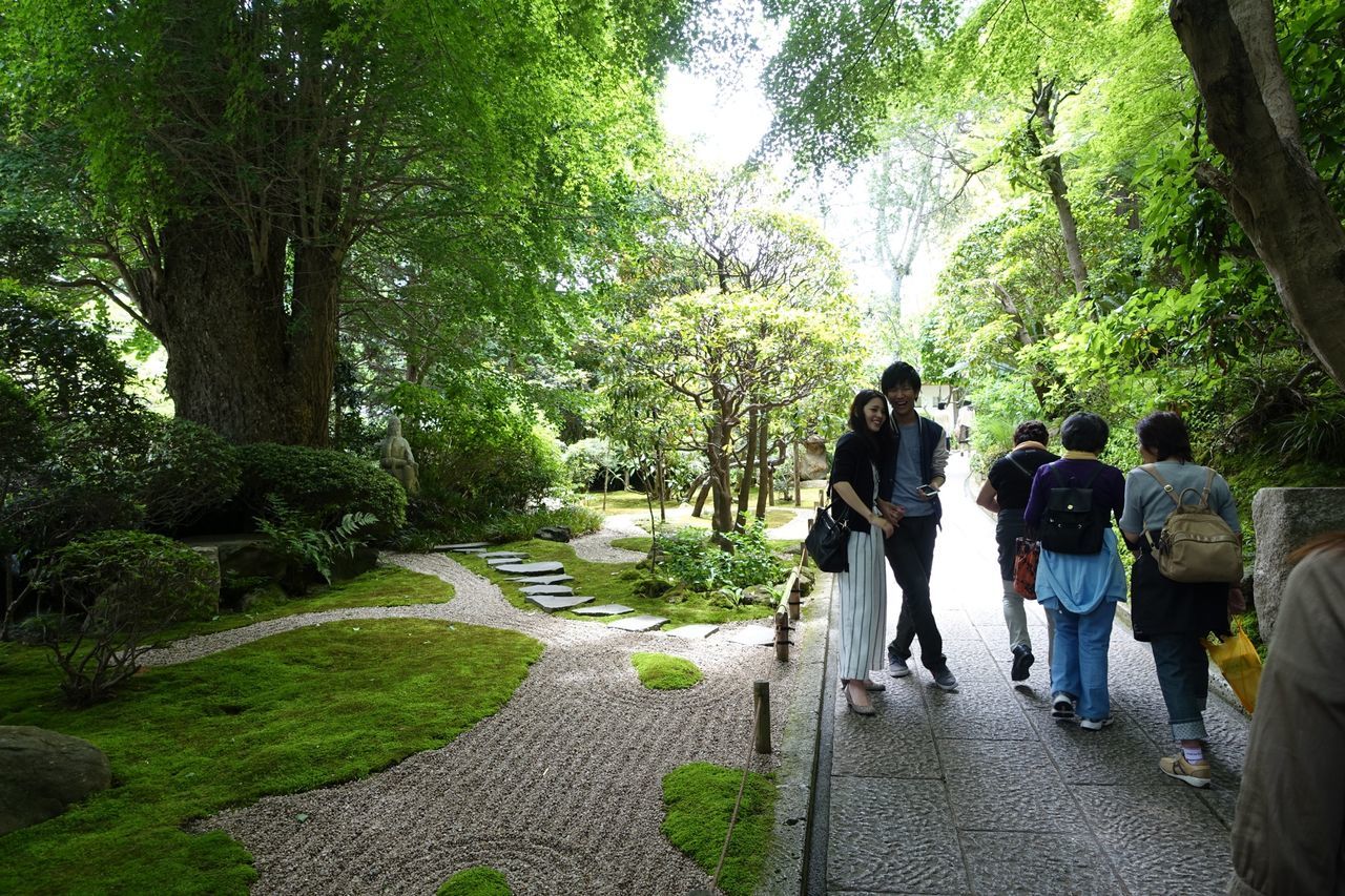 tree, the way forward, lifestyles, walking, rear view, men, leisure activity, full length, person, footpath, togetherness, growth, casual clothing, green color, road, pathway, nature, diminishing perspective