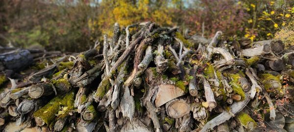 Close-up of tree trunk in forest