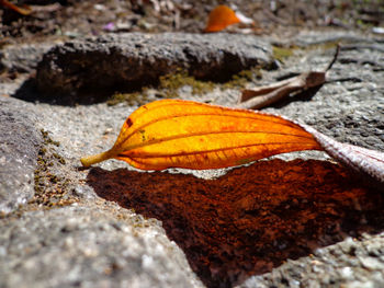 Close-up of autumn leaf on rock