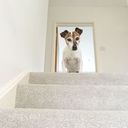 Portrait of dog sitting on steps