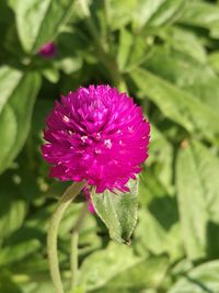 Close-up of purple flower blooming outdoors