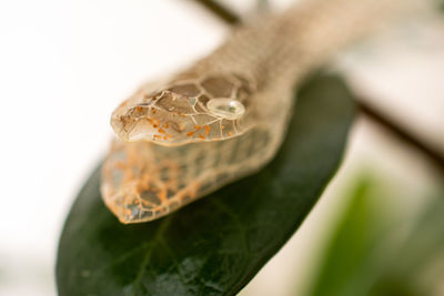 Close-up of water drop on leaf