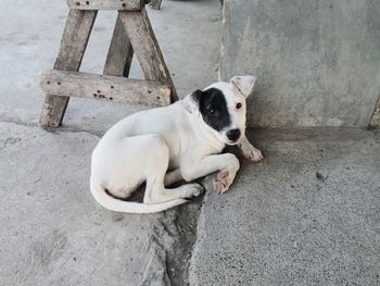 High angle view of dog sitting outdoors