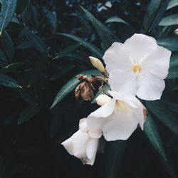 Close-up of flowers