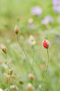 Close up of red flower