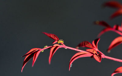 Close-up of red flowering plant against white background