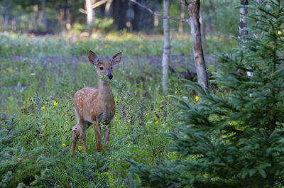 Portrait of deer in forest