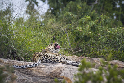 Cat relaxing on a land