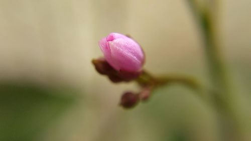 Close-up of flower blooming outdoors