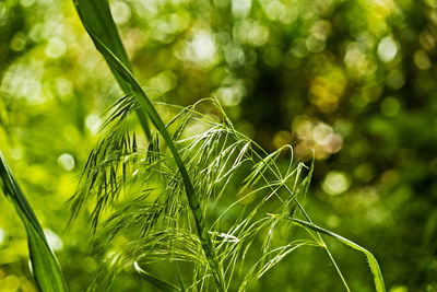 Close-up of fresh green plant