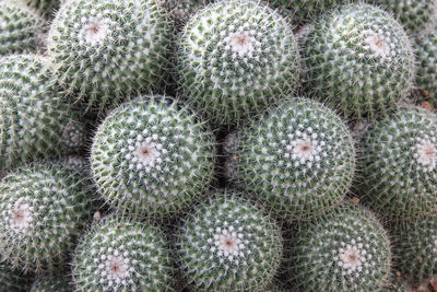 Full frame shot of cactus