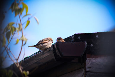 Low angle view of bird perching against clear sky