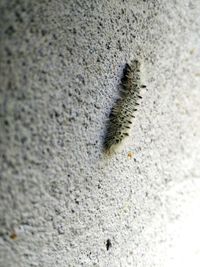 Close-up of caterpillar on sand