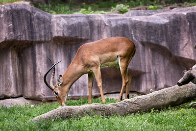 Close-up of deer grazing in grass