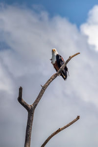Low angle view of eagle perching on branch