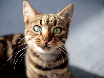 Close-up portrait of cat