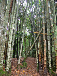 Bamboo trees in forest