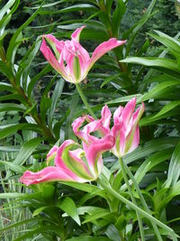 Close-up of pink day lily blooming outdoors