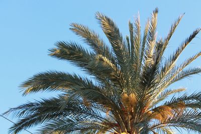 Low angle view of palm tree against clear sky