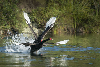 Bird flying over lake